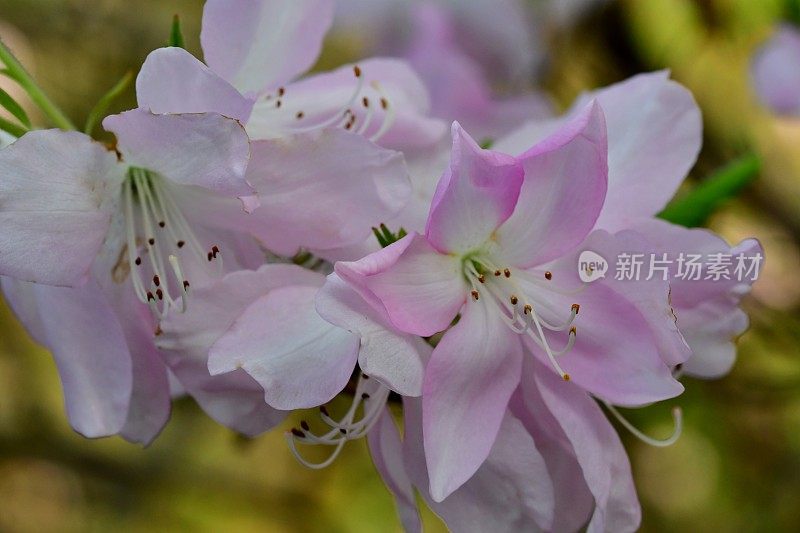 杜鹃花/皇家杜鹃花